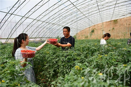 館陶縣雙輪驅(qū)動(dòng) 果蔬種植鼓起農(nóng)民錢袋子，苗木種植鋪就綠色致富路