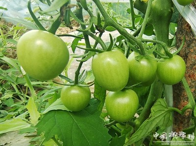 家鄉(xiāng)新變化 喜迎二十大 | 張家川縣天河村 果蔬大棚種植與苗木培育，繪就鄉(xiāng)村振興新畫卷