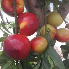 鄒城市思成果蔬種植專業(yè)合作社 綠色果蔬種植，品質(zhì)與健康的守護(hù)者